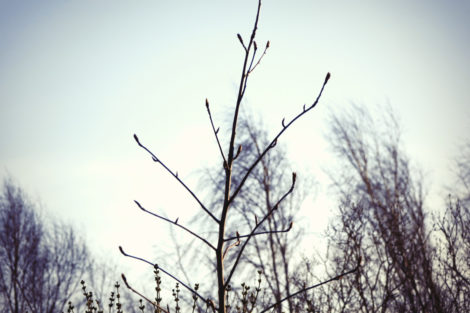 tree_dj